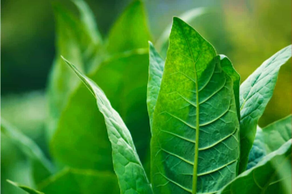 Крупный план листьев стеблевого табака