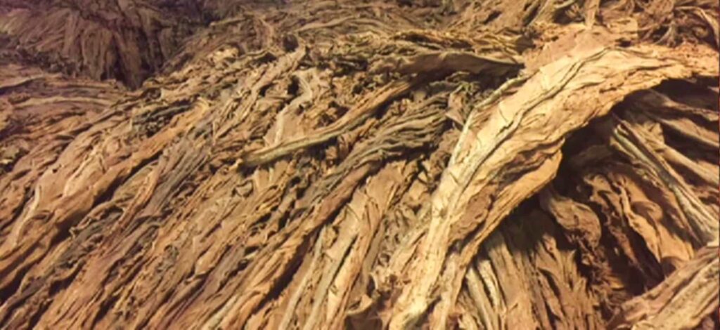 Пучок листьев табака Perique